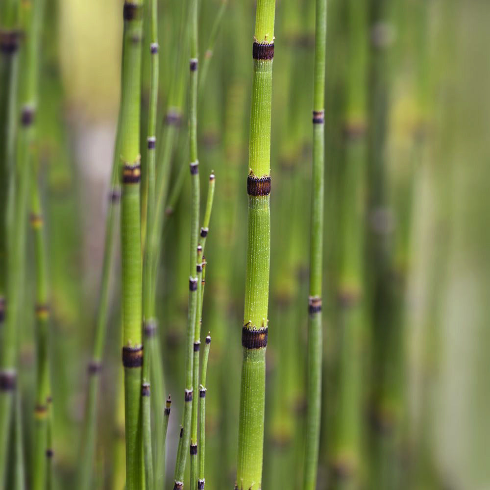 Equisetum japonicum (mini-mound)