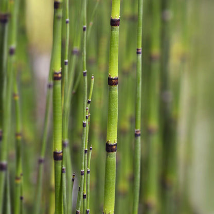 Equisetum japonicum (mini-mound)