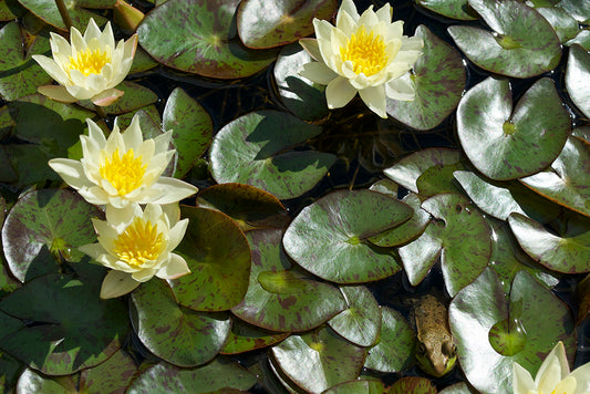 Nymphaea Pygmaea Helvola