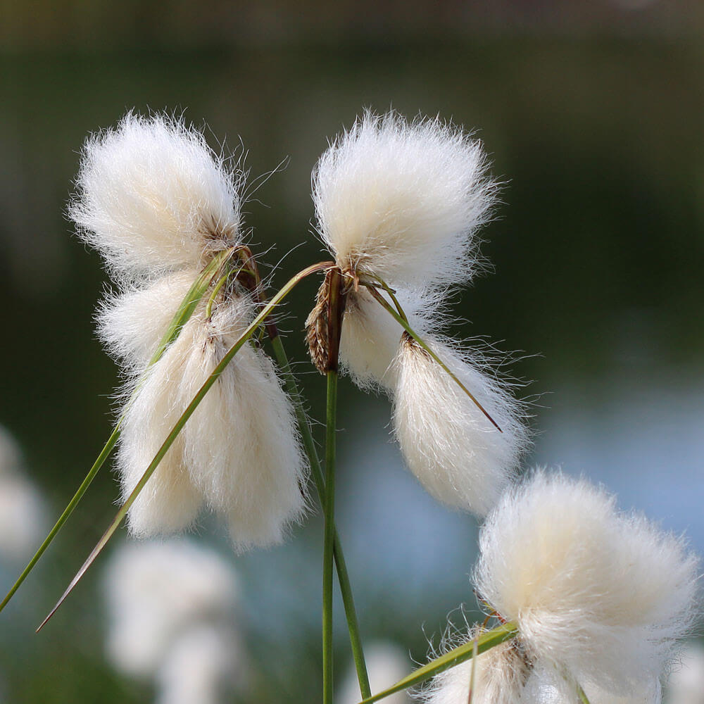 Eriophorum angustifolium (mini-clod)