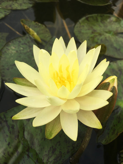Nymphaea Yellow Sensation