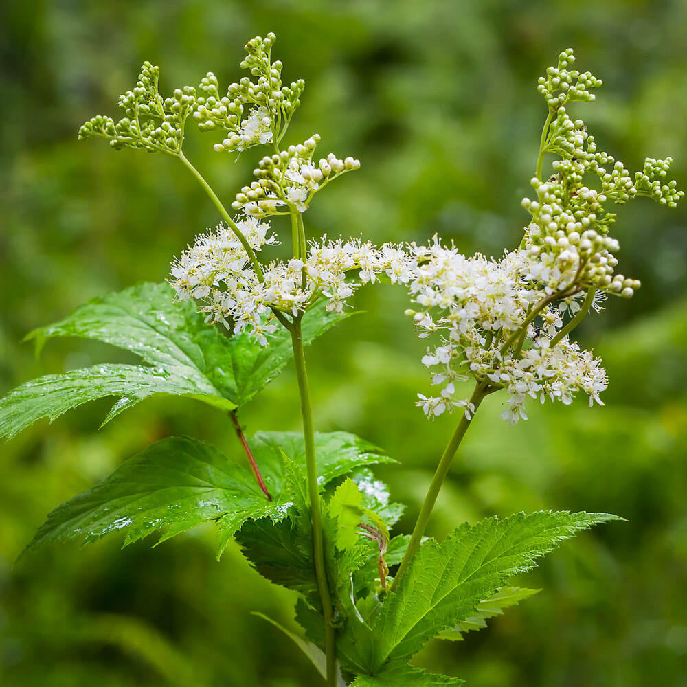 Filipendula ulmaria (mini-mod)