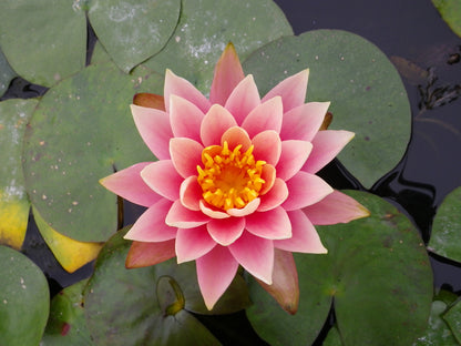 Nymphaea Aurora