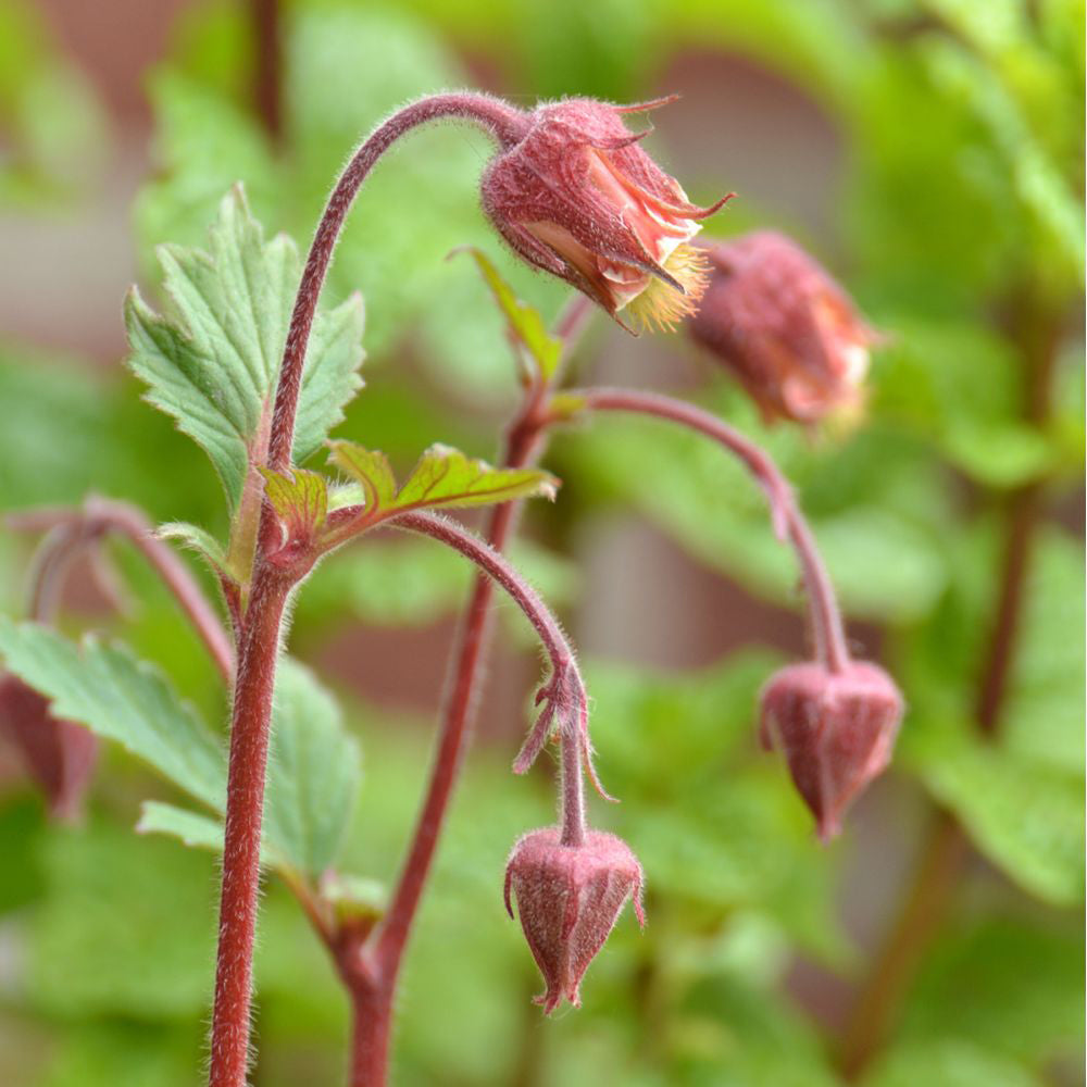 Geum rivale (mini-clump)