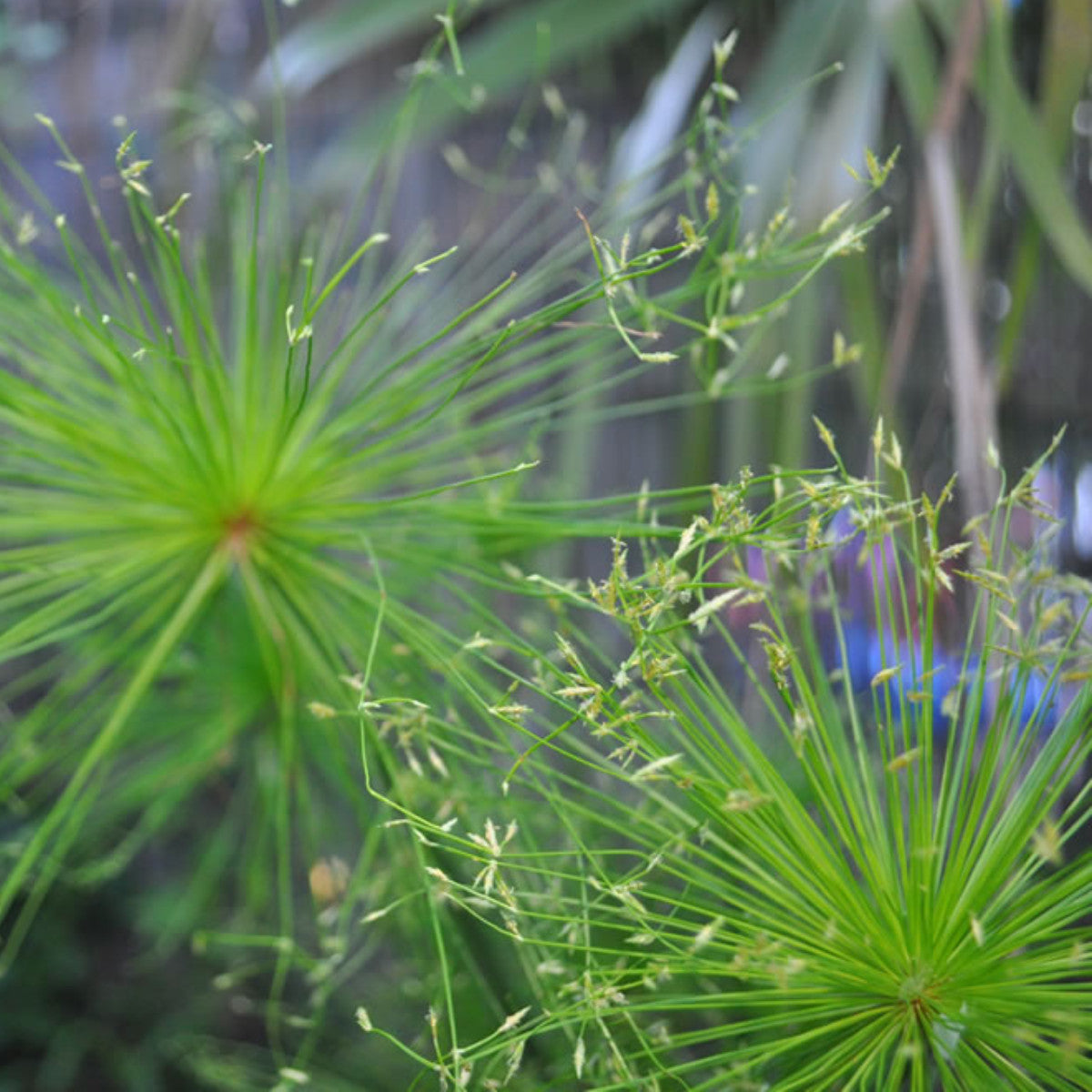 Cyperus haspan