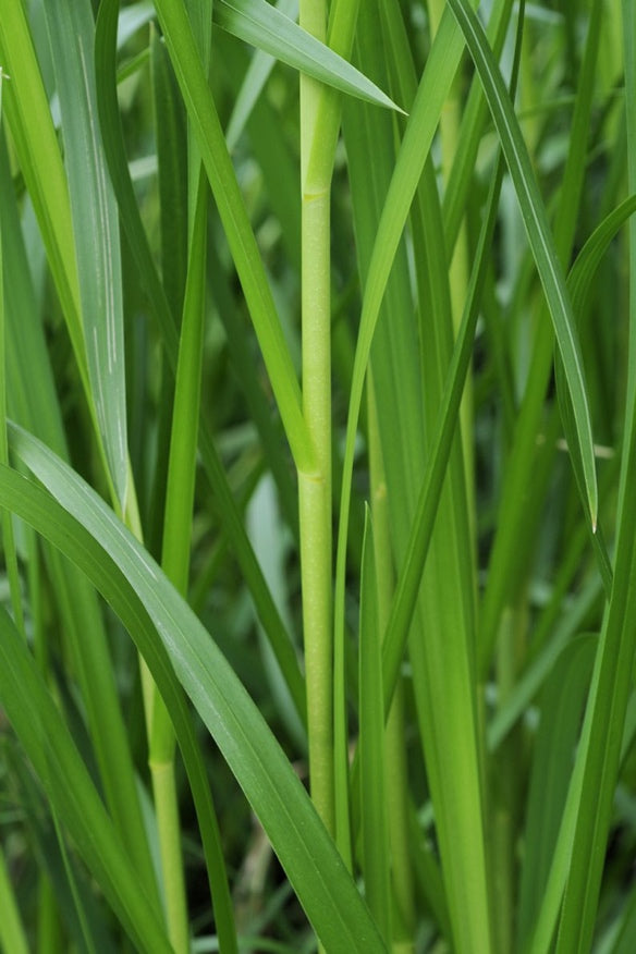 Glyceria maxima (mini-clump)