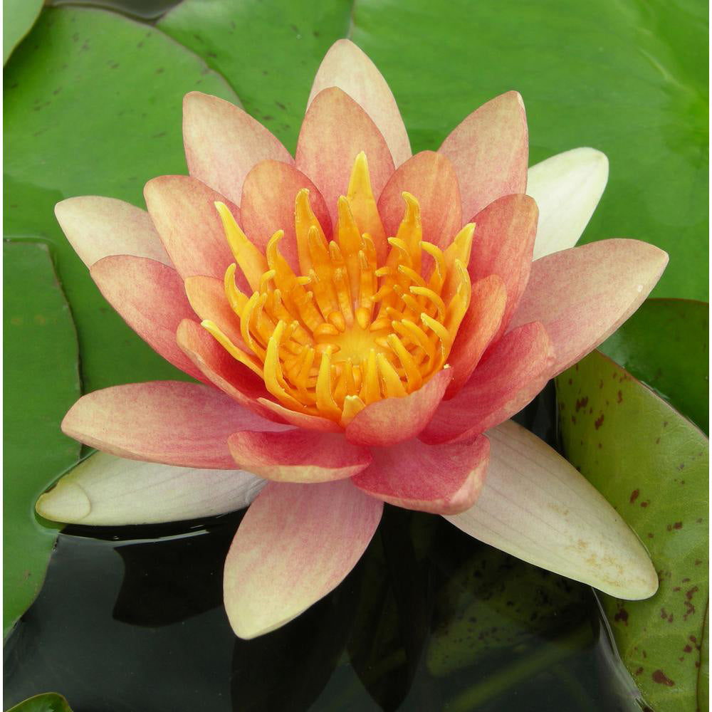 Nymphaea Sioux