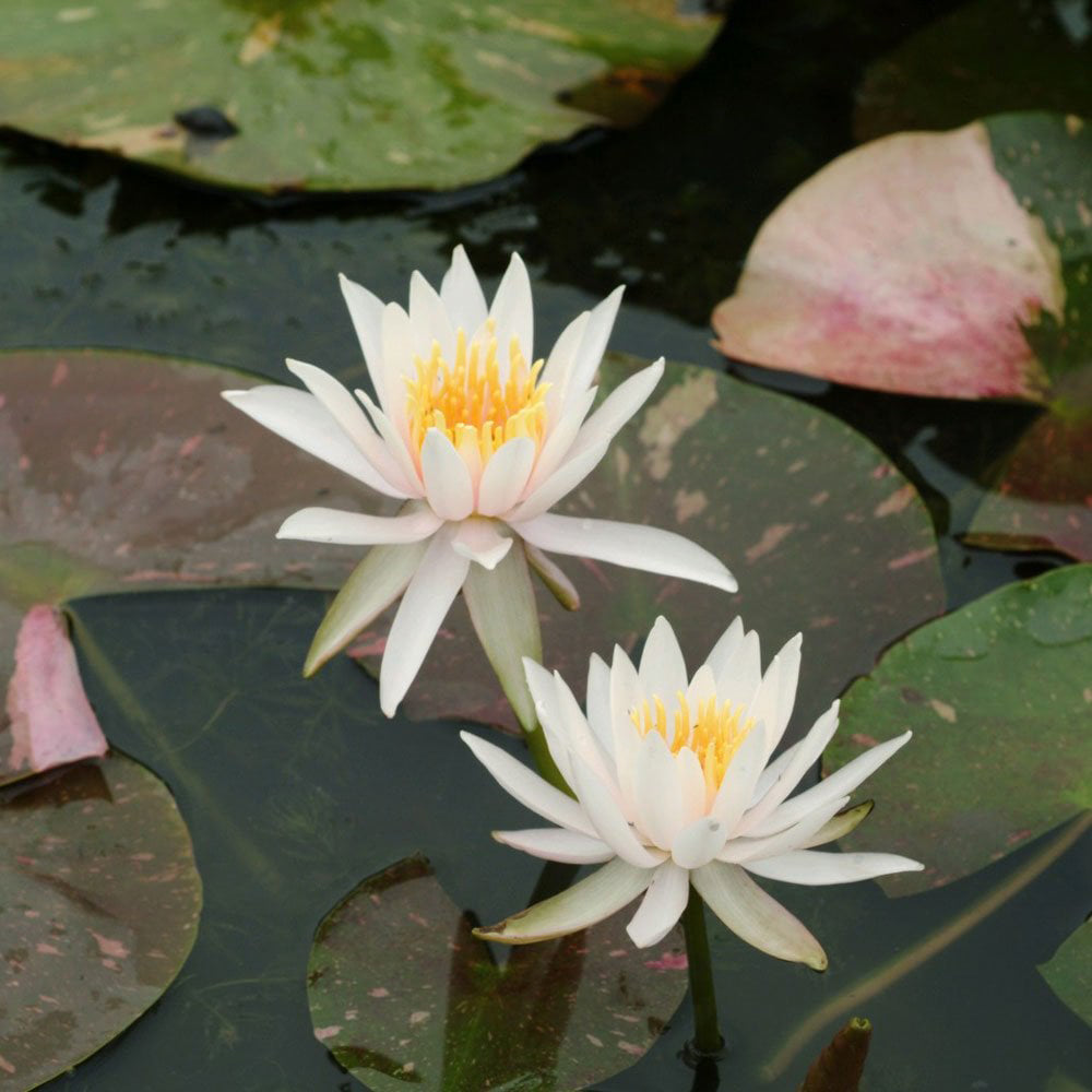 Nymphaea Arc en ciel
