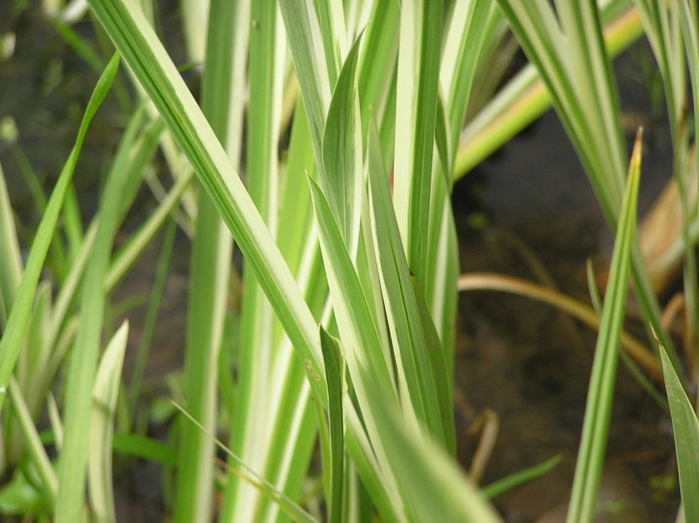 Acorus calamus variegatus