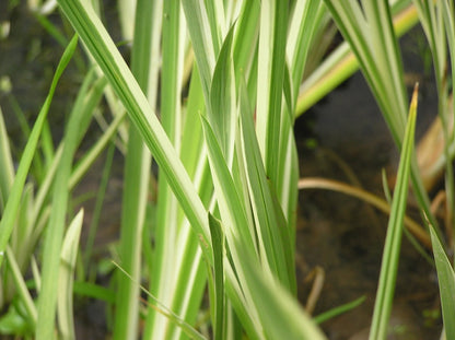 Acorus calamus variegatus