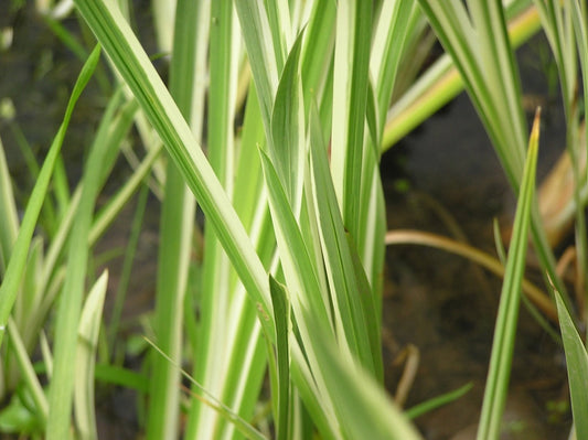 Acorus calamus variegatus