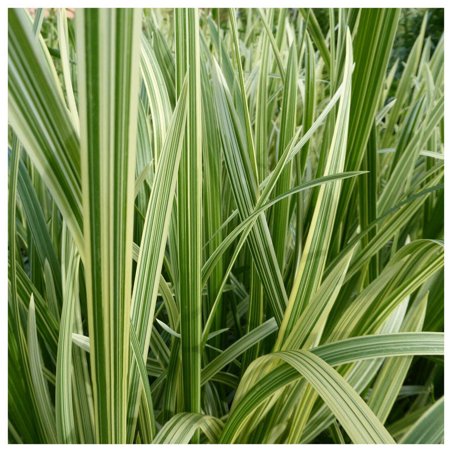 Glyceria maxima variegata (mini-mound)