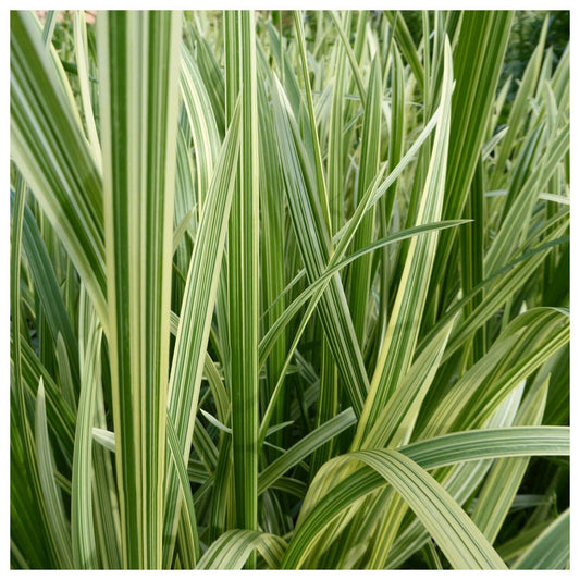 Glyceria maxima variegata (mini-mound)