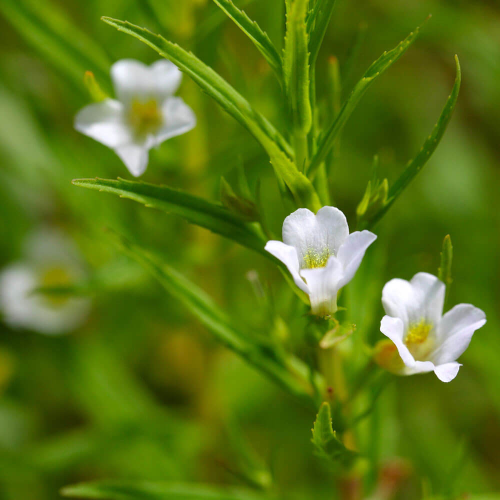 Gratiola officinalis (mini-mound)