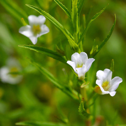 Gratiola officinalis (mini-mound)