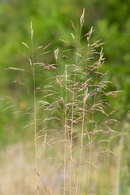 Deschampsia caespitosa
