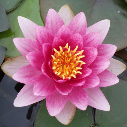 Nymphaea Charles de Meurville