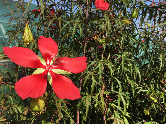 Hibiscus coccineus 'Major' (mini-mound)