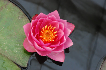 Nymphaea James Brydon