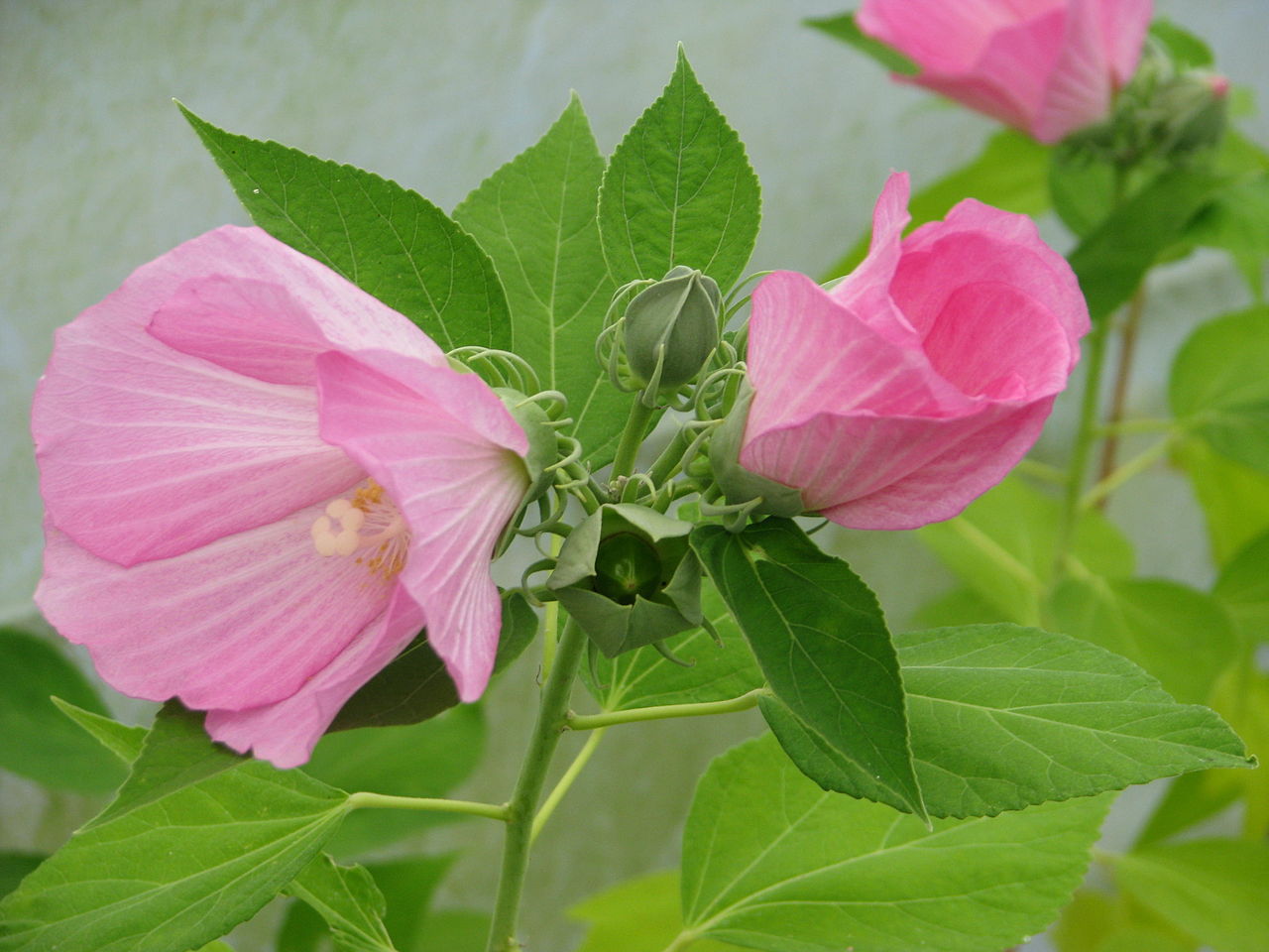 Hibiscus palustris (mini-mound)