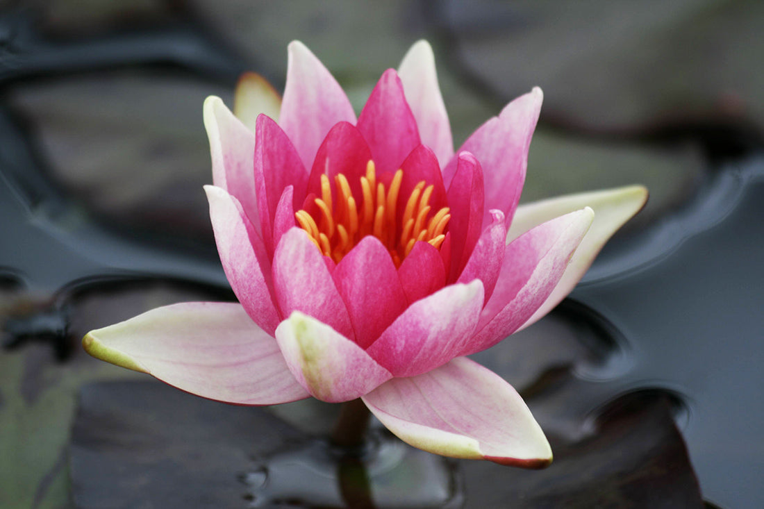 Nymphaea René Gerard