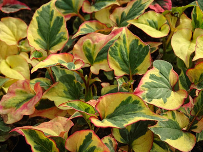 Houttuynia cordata 'Chameleon' (mini-mound)