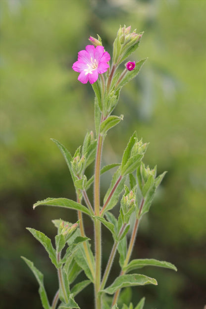 Epilobium hirsutum