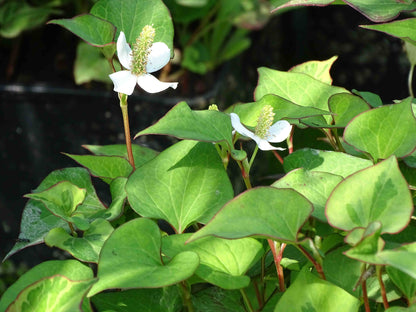 Houttuynia cordata 'Plena' (mini-mound)