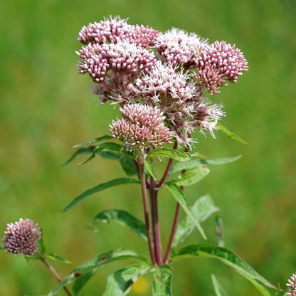 Eupatorium cannabinum