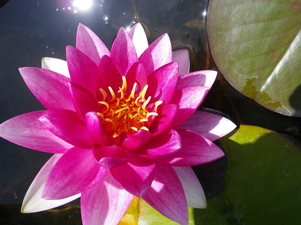 Nymphaea Conqueror