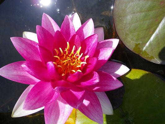 Nymphaea Conqueror