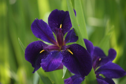 Iris louisiana (mini-clump)