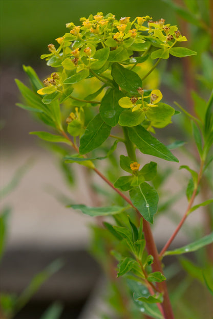 Euphorbia palustris