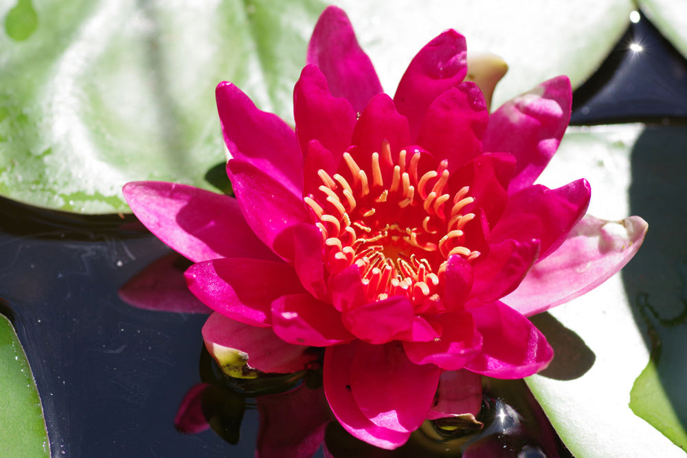 Nymphaea Escarboucle