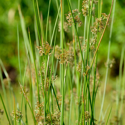 Juncus effusus (mini-clod)