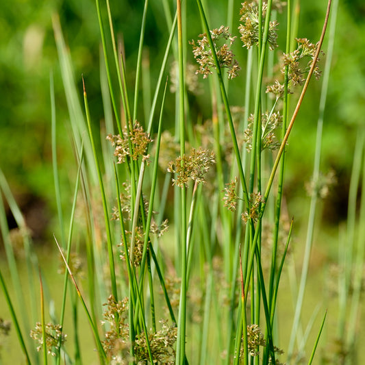 Juncus effusus (mini-clod)