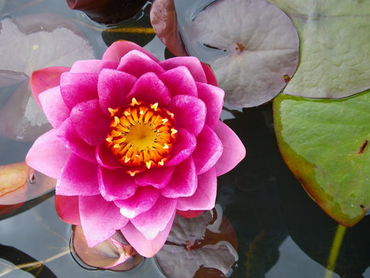 Nymphaea Perrys Baby Red