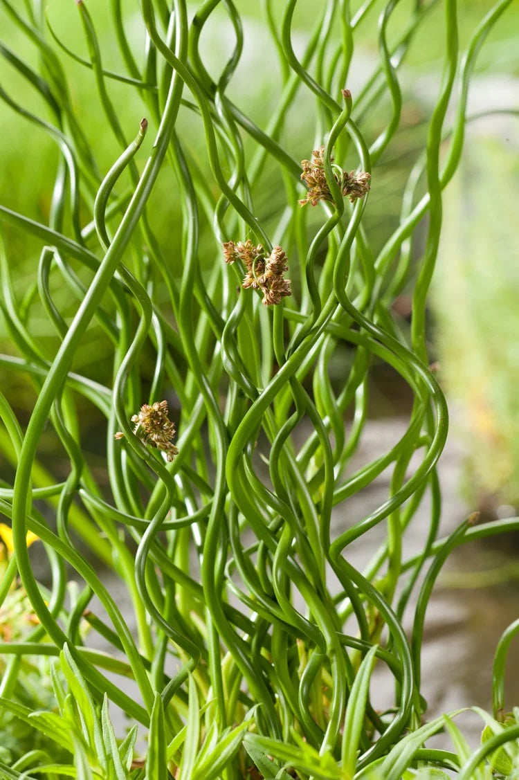 Juncus effusus 'Spiralis' (mini-mound)