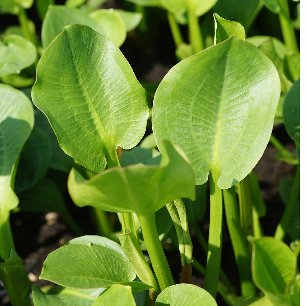 Alisma parviflora (mini-mound)