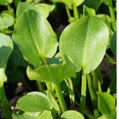 Alisma parviflora (mini-mound)