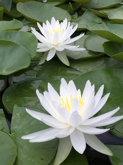 Nymphaea Caroliniana nivea
