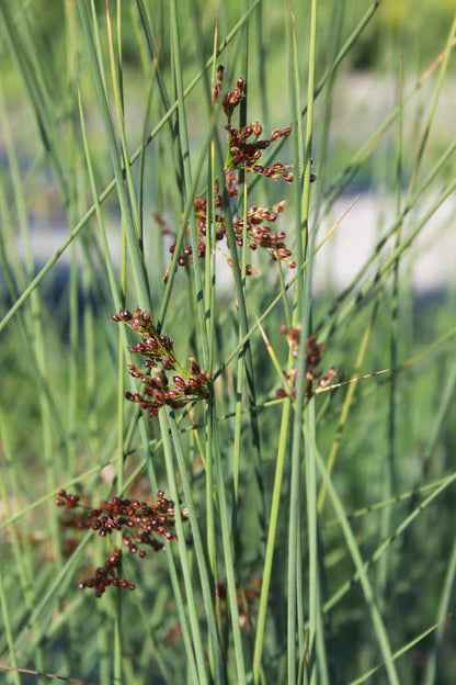 Juncus inflexus 'J. Glaucus' (mini-clod)