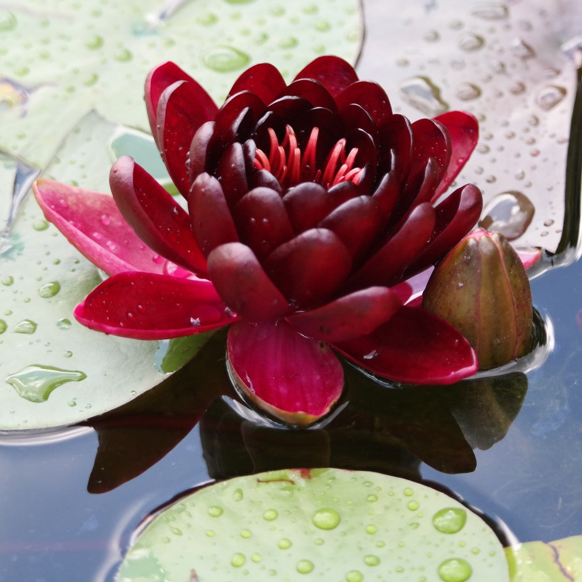 Nymphaea Black Princess