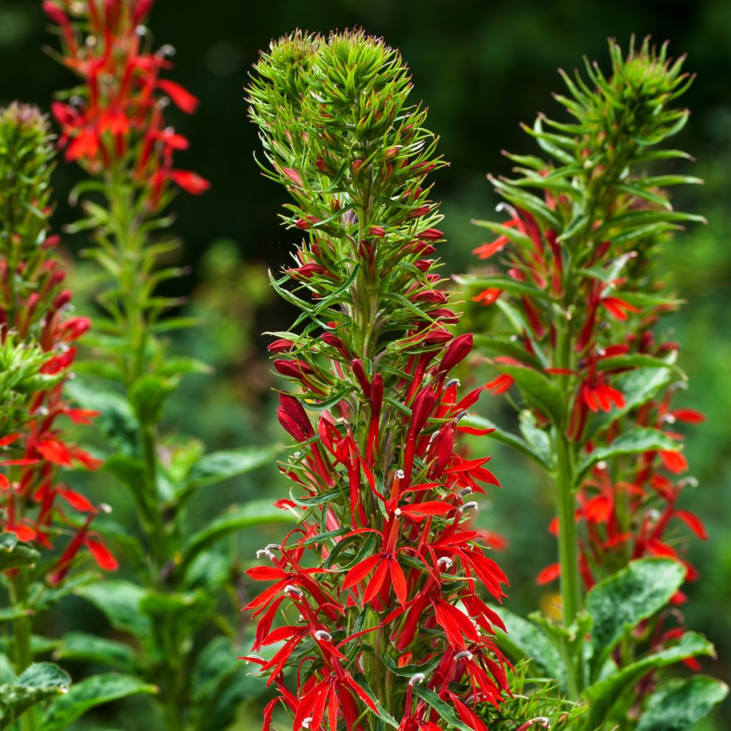 Lobelia cardinalis (mini-mound)