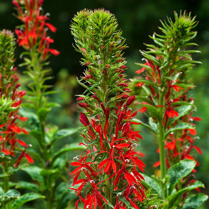 Lobelia cardinalis (mini-mound)