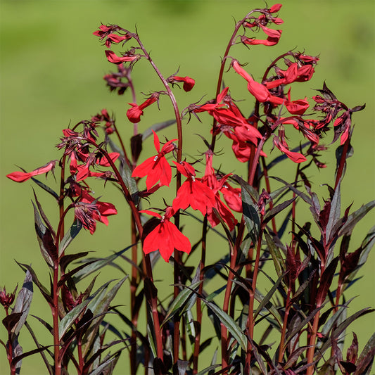 Lobelia cardinalis 'Queen Victoria' (mini-mound)