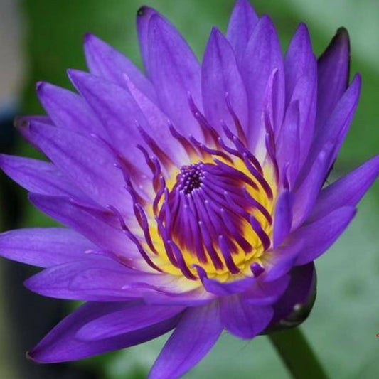 Nymphaea King of the Blues