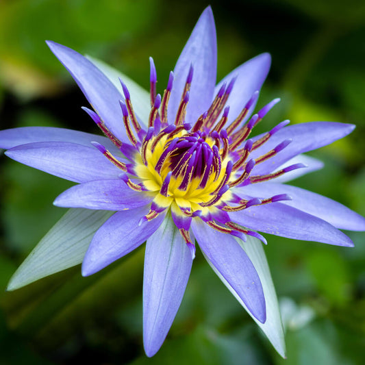 Nymphaea Colorata