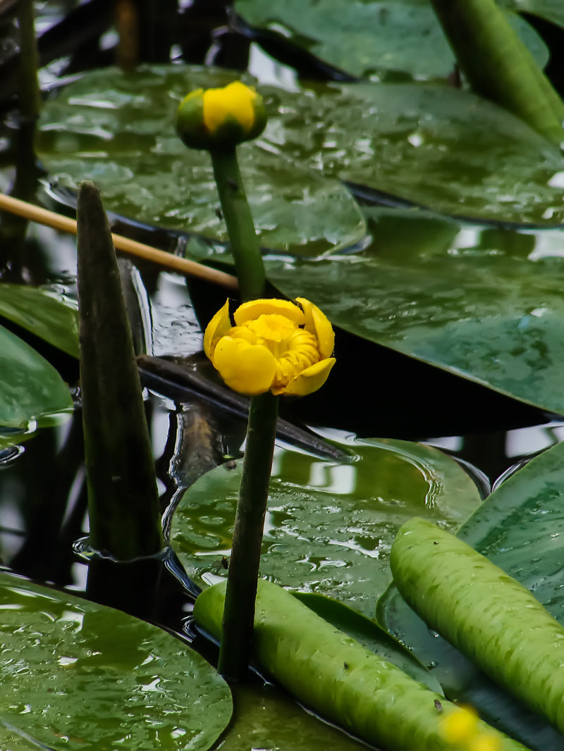 Nuphar luteum
