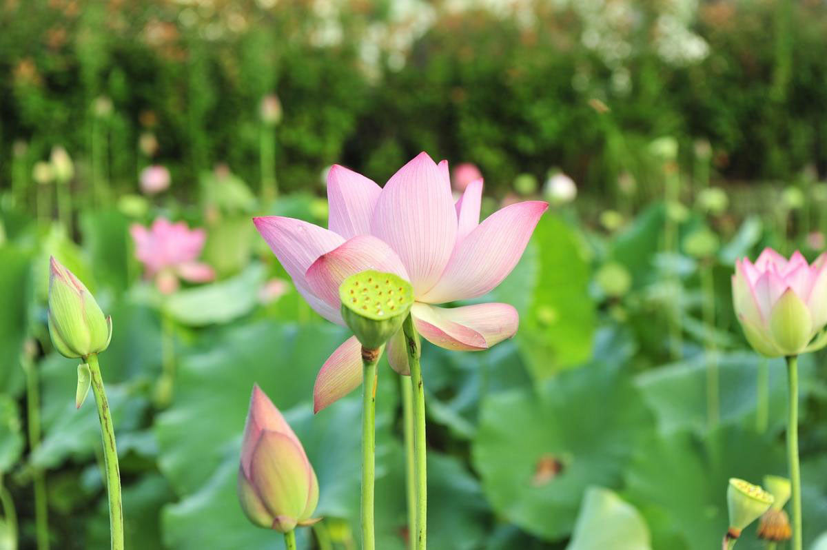 Nelumbo Nucifera (3 seeds per sachet)